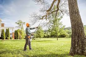 Trusted Mint Hill, NC Tree Care Experts