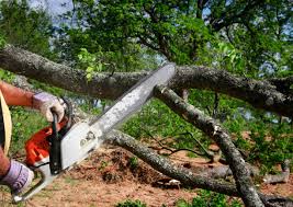 How Our Tree Care Process Works  in  Mint Hill, NC